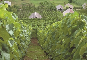 wines in the Prekmurje region